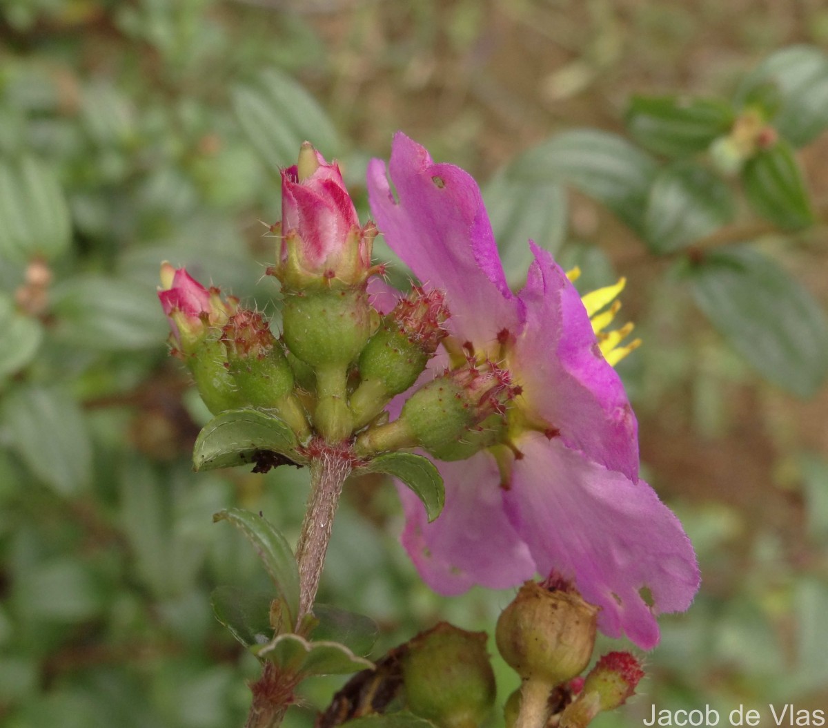 Osbeckia aspera Blume